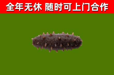稷山县烟酒回收干海参.jpg